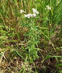 Attēlu rezultāti vaicājumam “Achillea salicifolia flower”