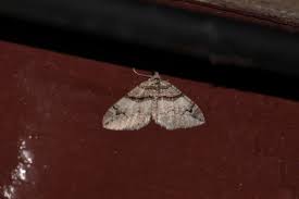 Attēlu rezultāti vaicājumam “Pareulype berberata”