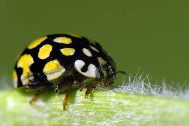 Attēlu rezultāti vaicājumam “Sospita vigintiguttata”