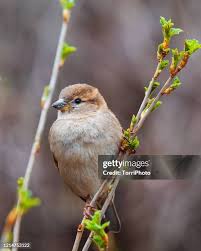 Image result for Passer montanus