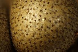 Attēlu rezultāti vaicājumam “Lycogala botrydium”