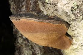Attēlu rezultāti vaicājumam “Phellinus nigricans”