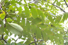 Attēlu rezultāti vaicājumam “Juglans ailanthifolia”