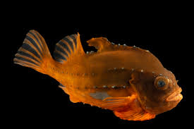 Image result for Cyclopterus lumpus