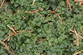 Attēlu rezultāti vaicājumam “Plagiomnium affine”