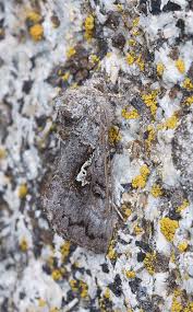 Attēlu rezultāti vaicājumam “Syngrapha interrogationis”