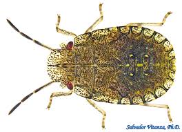 Attēlu rezultāti vaicājumam “Heteroptera”