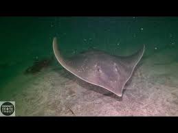 Image result for Dipturus intermedius