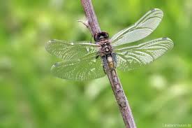 Attēlu rezultāti vaicājumam “Leucorrhinia caudalis”