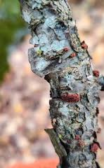 Attēlu rezultāti vaicājumam “Neonectria coccinea”