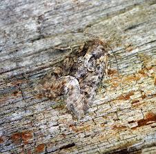 Attēlu rezultāti vaicājumam “Oligia sp.”