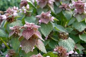 Attēlu rezultāti vaicājumam “Lamium purpureum leaf”