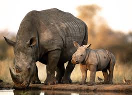 Image result for Rhyl Rhinos