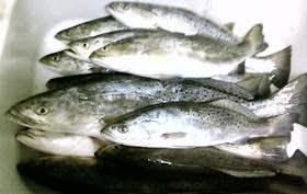 Image result for Cynoscion nebulosus