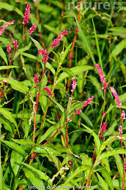 Attēlu rezultāti vaicājumam “Persicaria maculosa”
