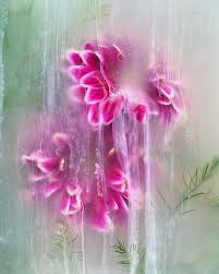 Attēlu rezultāti vaicājumam “Didymium clavus”