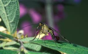 Attēlu rezultāti vaicājumam “Panorpa communis imago”