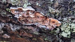 Attēlu rezultāti vaicājumam “Skeletocutis amorpha”