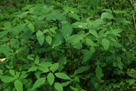 Attēlu rezultāti vaicājumam “Impatiens noli-tangere leaf”