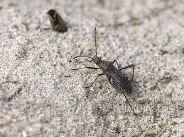 Attēlu rezultāti vaicājumam “Alydus calcaratus”