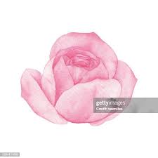 Image result for FOTO ROSA