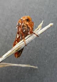 Attēlu rezultāti vaicājumam “Semioscopis avellanella imago”