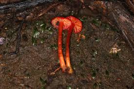 Attēlu rezultāti vaicājumam “Hygrocybe sp.”