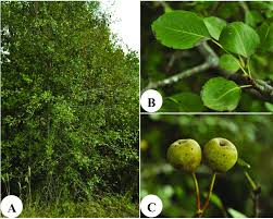 Attēlu rezultāti vaicājumam “Pyrus pyraster”