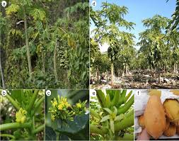 Image result for Carica papaya