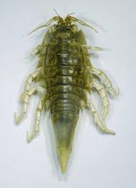 Attēlu rezultāti vaicājumam “Saduria entomon”