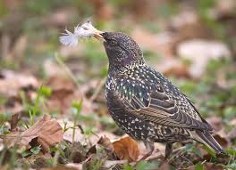 Attēlu rezultāti vaicājumam “Sturnus vulgaris nest”
