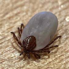 Attēlu rezultāti vaicājumam “Ixodes”