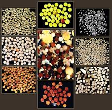 Attēlu rezultāti vaicājumam “Diderma subviridifuscum var. macrospora* spores”