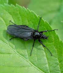 Attēlu rezultāti vaicājumam “Bibionidae female”
