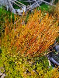 Attēlu rezultāti vaicājumam “Ceratodon purpureus sporophyte”