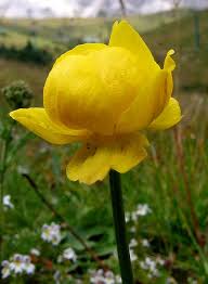 Image result for Trollblume