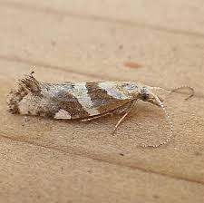 Attēlu rezultāti vaicājumam “Plutellidae”