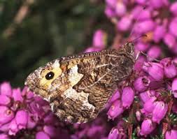 Attēlu rezultāti vaicājumam “Hipparchia semele”