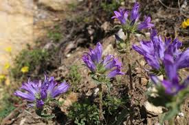 Image result for Campanula lingulata