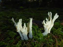 Attēlu rezultāti vaicājumam “Clavulina rugosa”