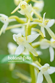 Attēlu rezultāti vaicājumam “Platanthera bifolia flower”