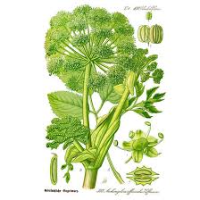 Image result for Angelica archangelica