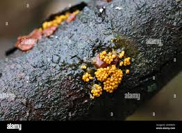 Attēlu rezultāti vaicājumam “Badhamia utricularis spores”