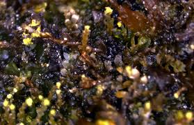 Attēlu rezultāti vaicājumam “Calypogeia sphagnicola”