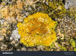 Attēlu rezultāti vaicājumam “Caloplaca saxicola”