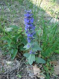 Attēlu rezultāti vaicājumam “Ajuga genevensis”
