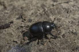 Attēlu rezultāti vaicājumam “Geotrupes”