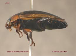 Attēlu rezultāti vaicājumam “Hydaticus transversalis”