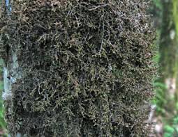 Attēlu rezultāti vaicājumam “Frullania tamarisci macro”