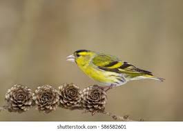 Attēlu rezultāti vaicājumam “Carduelis spinus”